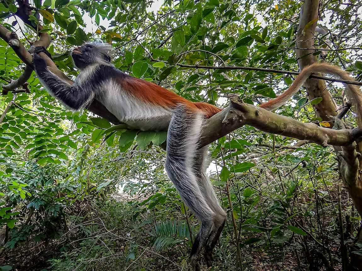 Red colobus monkey