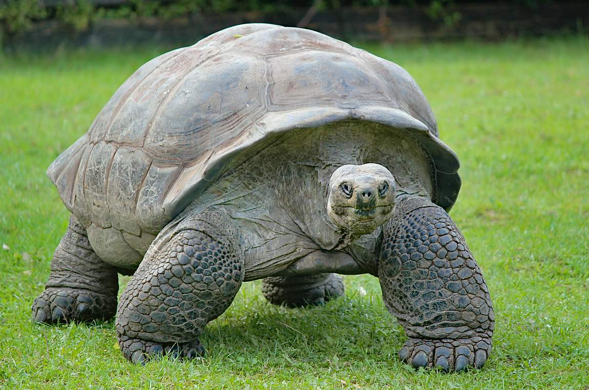 Giant tortoise